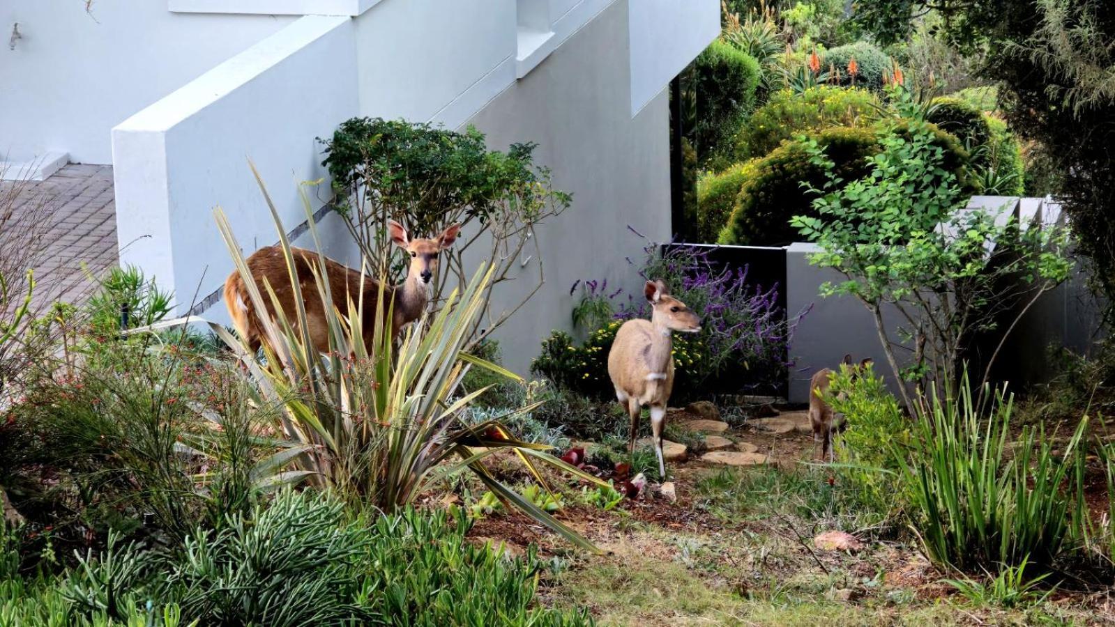 Oubaai Villa By Raw Africa Collection Herolds Bay Exteriör bild